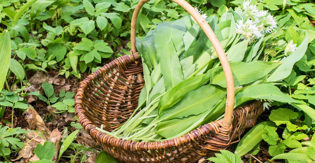 Basket wild garlic